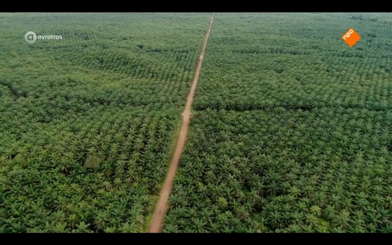 Palm oil nightmare
